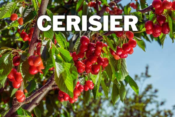 cerisier