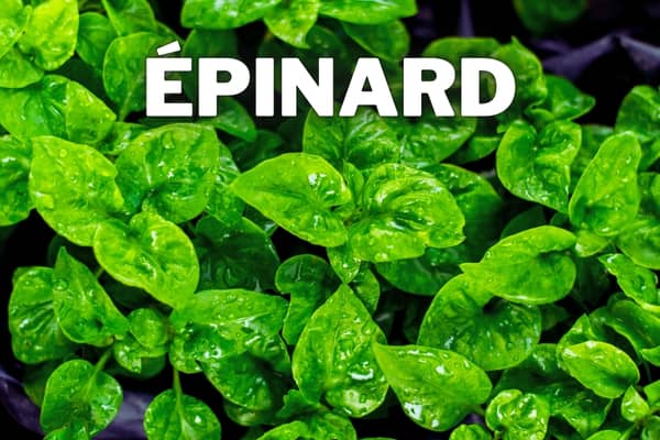 epinard