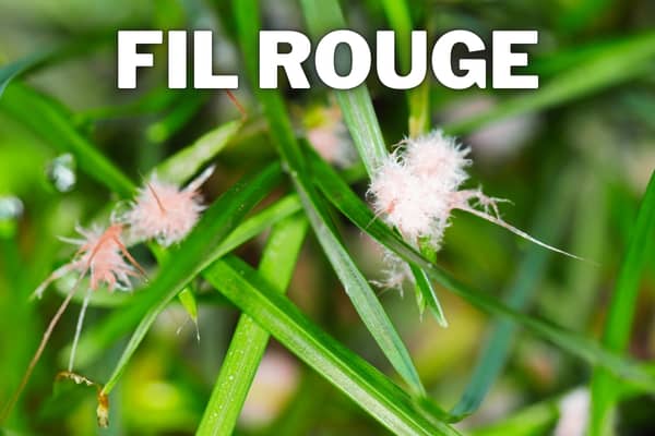 fil rouge