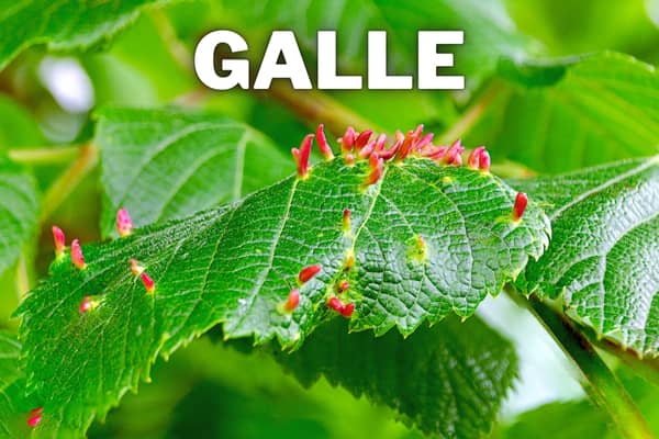 galle