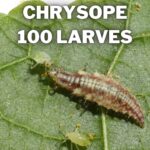larves de chrysope 100 larves