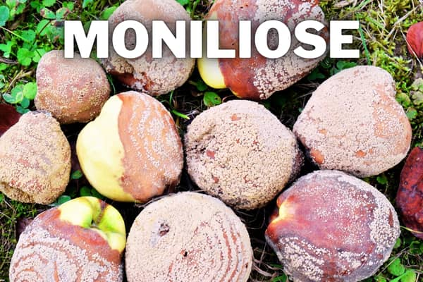 moniliose
