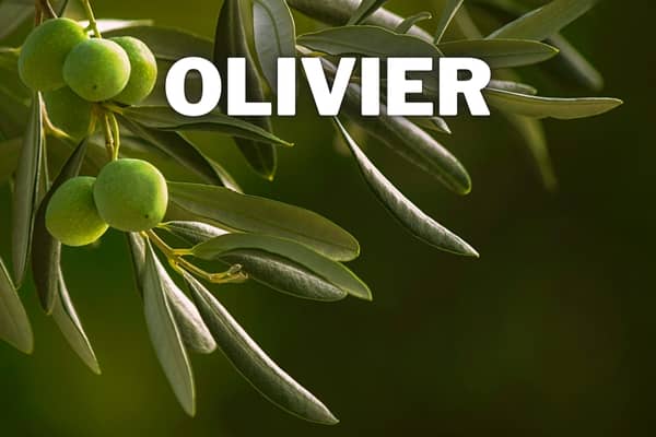 olivier