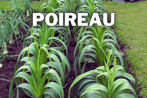 poireau