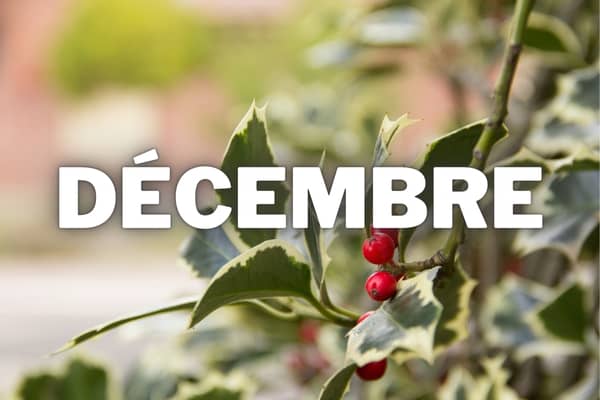 semis decembre