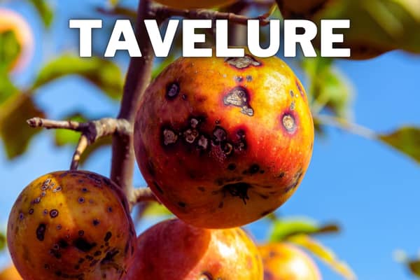 tavelure
